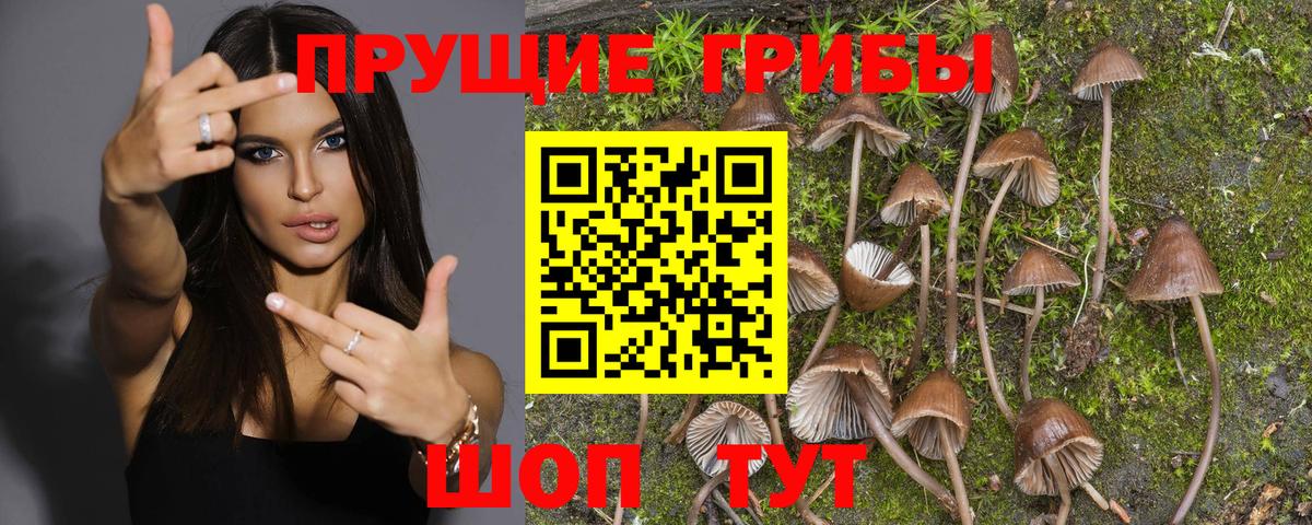 Псилоцибиновые грибы MAGIC MUSHROOMS  Вход с VPN  Искитим  Псилоцибиновые грибы Psilocybe 